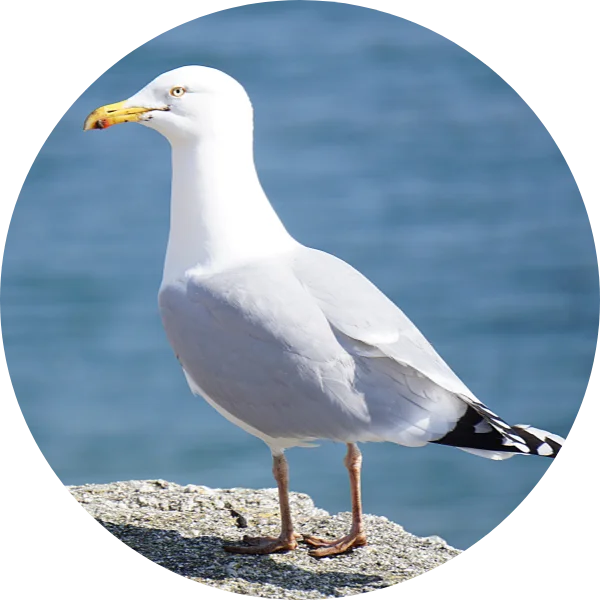 Aux Filles des Marées - Lou - Ostréicultrices à Sarzeau - Golfe du Morbihan - Bretagne
